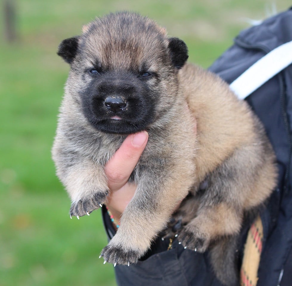 CHIOT 4 - Berger Allemand