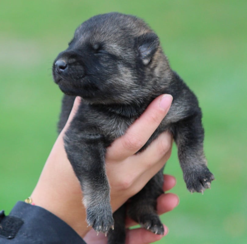 CHIOT 4 - Berger Allemand