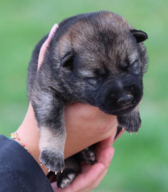CHIOT 5 - Berger Allemand