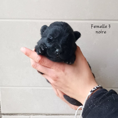 Les chiots de Berger Allemand