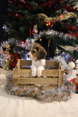 Les chiots de Beagle