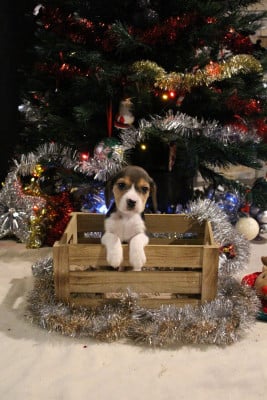 Les chiots de Beagle