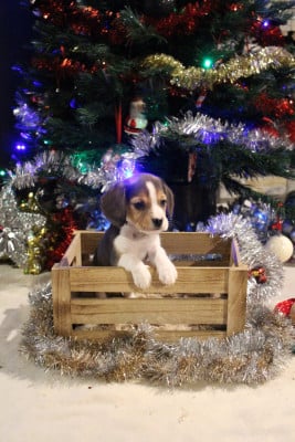 Les chiots de Beagle