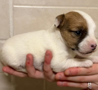 Les chiots de Jack Russell Terrier