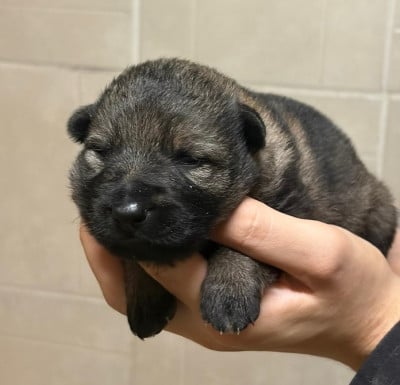 Les chiots de Berger Allemand