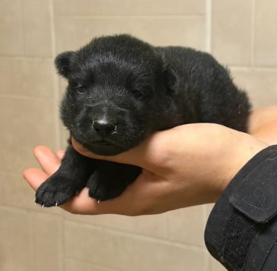 Les chiots de Berger Allemand