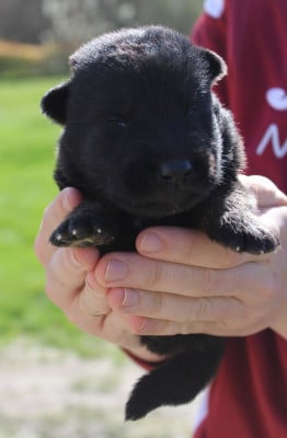 Chiot 1 - Berger Allemand