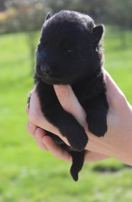Chiot 5 - Berger Allemand