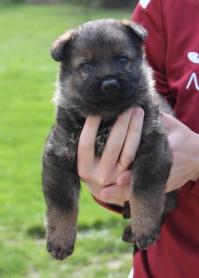 Les chiots de Berger Allemand