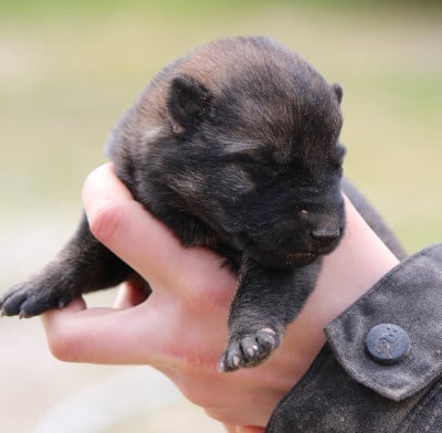 Les chiots de Berger Allemand