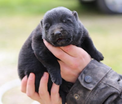 Les chiots de Berger Allemand