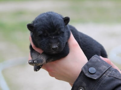 Les chiots de Berger Allemand