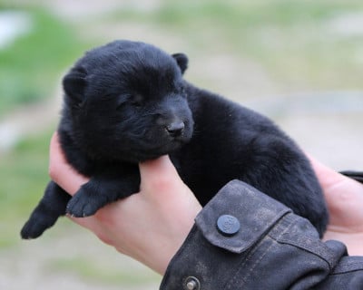 Les chiots de Berger Allemand