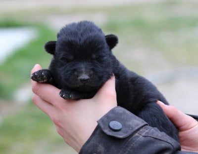 Les chiots de Berger Allemand