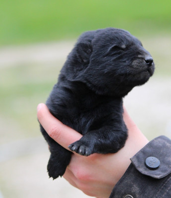Les chiots de Berger Allemand