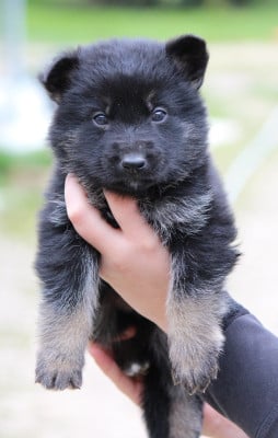 Les chiots de Berger Allemand