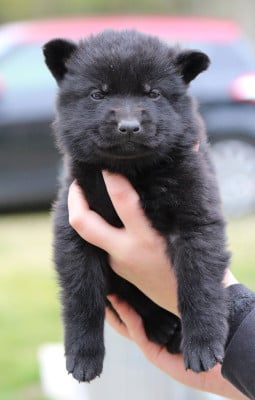 Les chiots de Berger Allemand