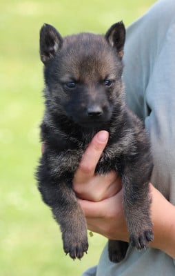 Les chiots de Berger Allemand