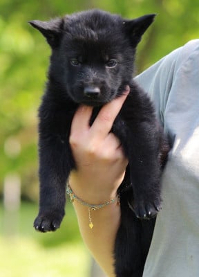 Les chiots de Berger Allemand