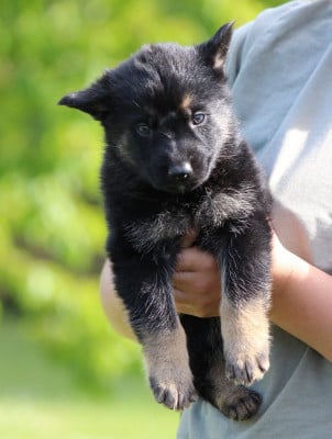 Les chiots de Berger Allemand