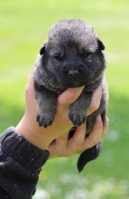 Les chiots de Berger Allemand