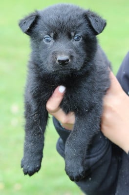 Les chiots de Berger Allemand