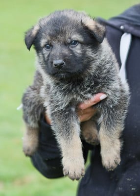 Les chiots de Berger Allemand