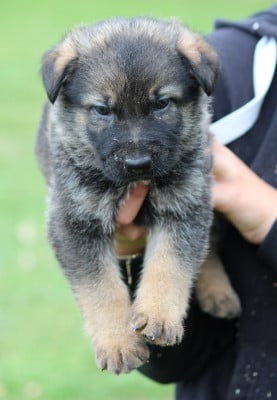 Les chiots de Berger Allemand