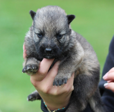 Les chiots de Berger Allemand