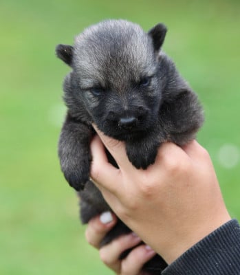 Les chiots de Berger Allemand