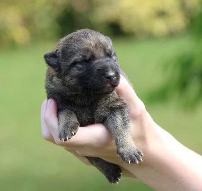 Les chiots de Berger Allemand