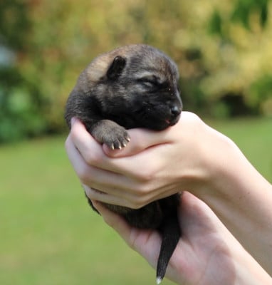 Les chiots de Berger Allemand
