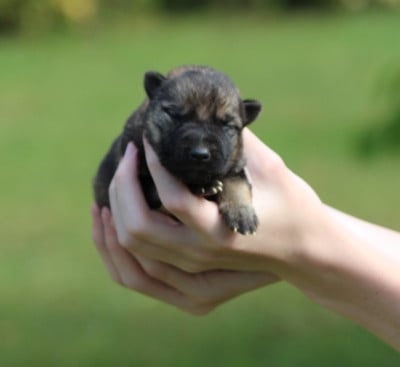 Les chiots de Berger Allemand
