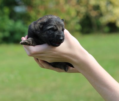 Les chiots de Berger Allemand