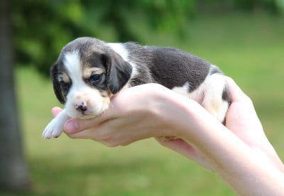Les chiots de Beagle