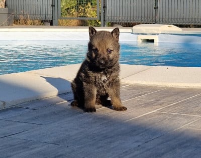 Les chiots de Berger Allemand