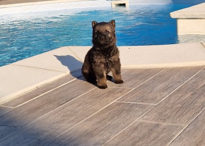 Les chiots de Berger Allemand