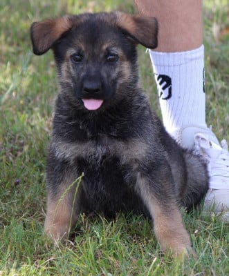 Les chiots de Berger Allemand