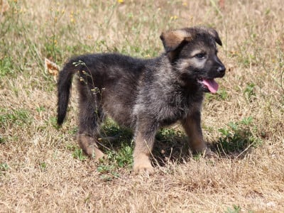 Les chiots de Berger Allemand
