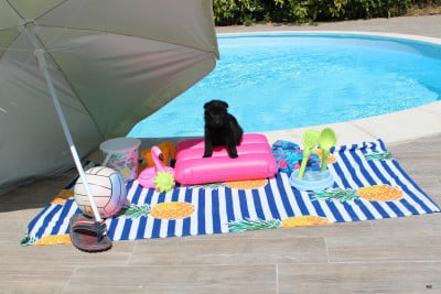 Les chiots de Berger Allemand