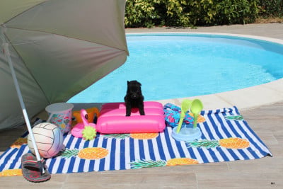 Les chiots de Berger Allemand