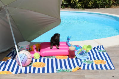 Les chiots de Berger Allemand