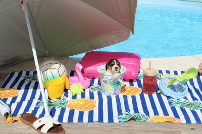 Les chiots de Beagle