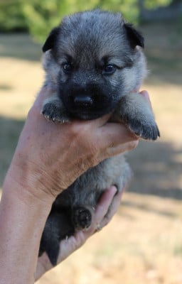 Les chiots de Berger Allemand