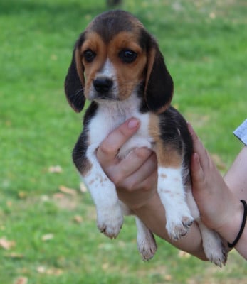 Les chiots de Beagle