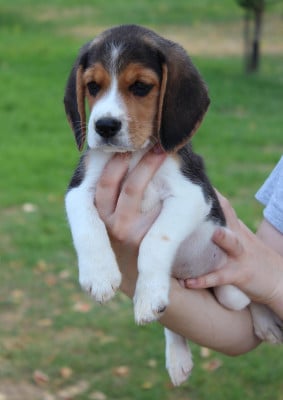 Les chiots de Beagle