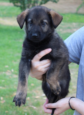 Les chiots de Berger Allemand