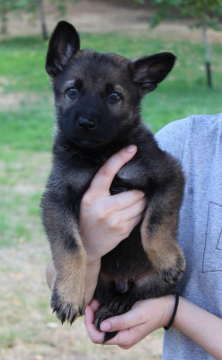 Les chiots de Berger Allemand
