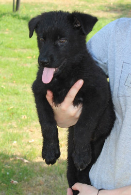 Les chiots de Berger Allemand