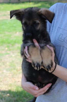 Les chiots de Berger Allemand